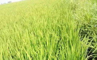 丝毛雀稗特征：茎叶柔软