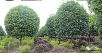 温江区花木信息协会：花木信息服务的温馨港湾