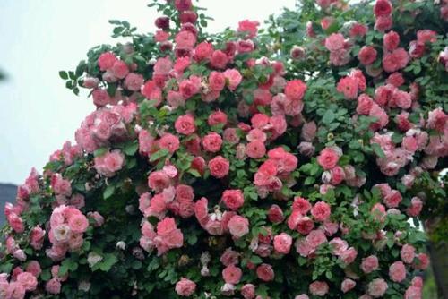 藤本月季的种植与养护