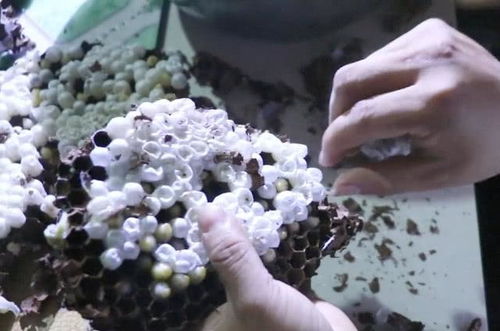 蜂蛹是蜜蜂幼虫在蜂巢中发育至成熟前的阶段