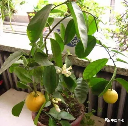 冬季柠檬为何绽放花蕾？