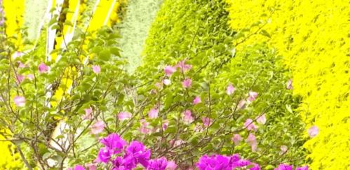 梗多河堤植物选择