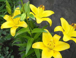 百合花水里怎么养？新手也能养爆盆的小技巧是什么