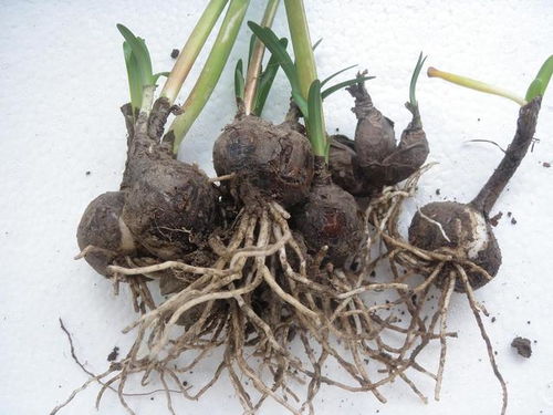 彼岸花的外皮处理