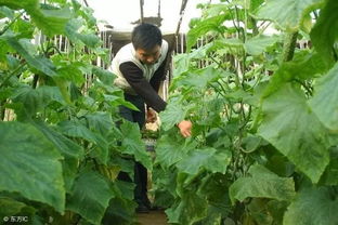 药害的防范措施