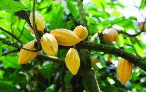 月季：四季常青的美