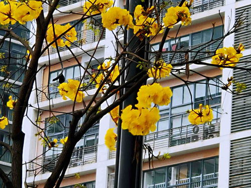 树木们的春日故事