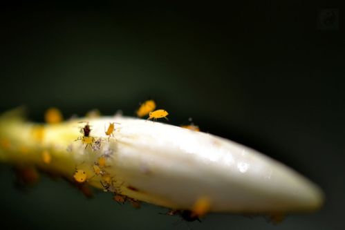 满天星为何会吸引蚜虫？