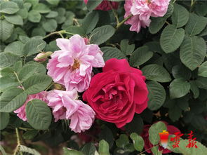 充足阳光和营养， 新枝条长得快