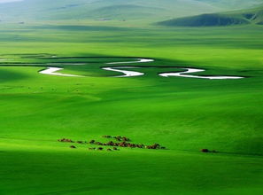 冰草的神奇之处