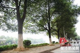 法桐：城市绿化的守护者