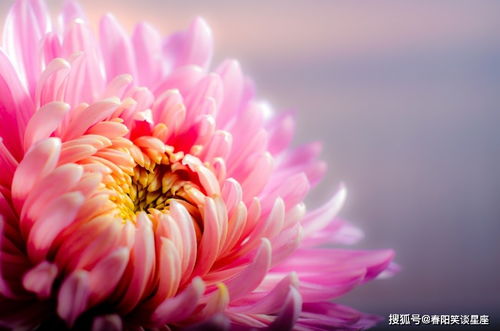 日系绿色切花小菊花语“花开花谢的美丽回忆”