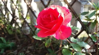 月季界的冷门佳品：霍尔恩月季