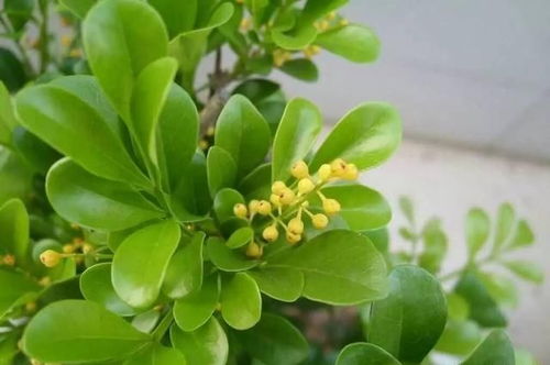 米兰养护不当,花朵难以绽放