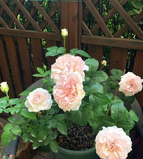 不同季节， 光照不同