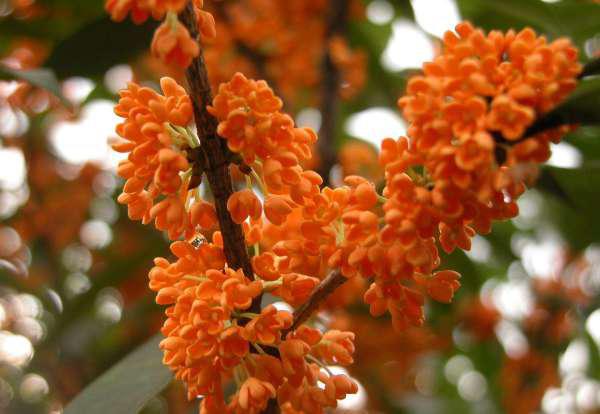 老龄丹桂， 梗是贵不可言