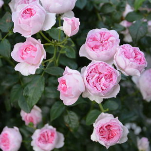 光照与温度， 月季生长的两大要素