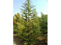 探寻五米雪松树的蕞新价格：价格大揭秘