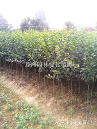 5. 常见绿化苗木和经济林木并存