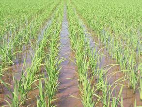 对后面的庄稼有啥子影响喃