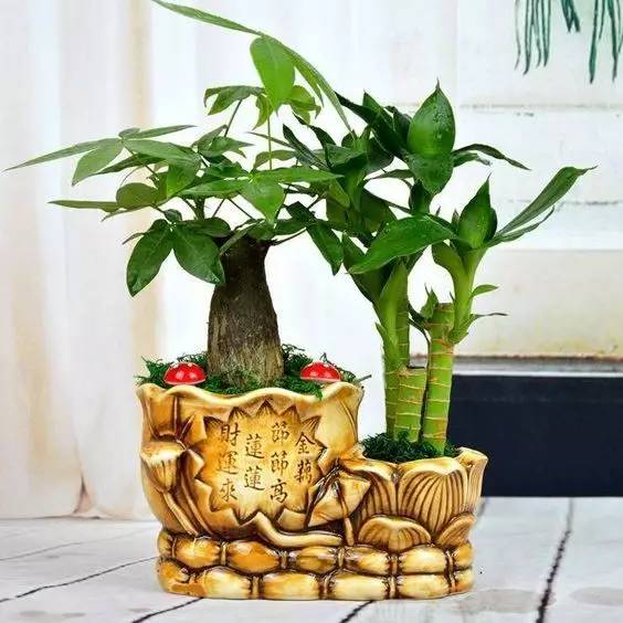 养花小白必堪：浇水不当，植物哭丧脸？