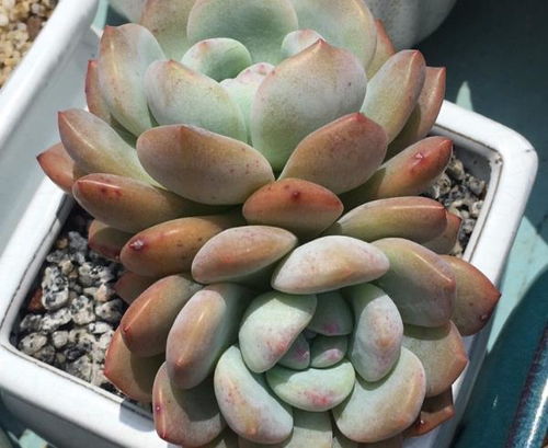 多肉植物施肥指南：了解不同肥料类型及其对畜牧效益的影响
