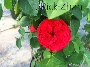 新疆庭院适合种植月季吗？