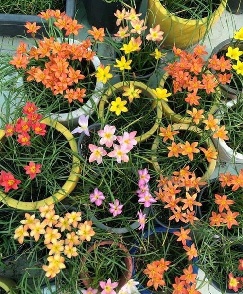 正午浇冷水， 叶片长“烫伤妆”