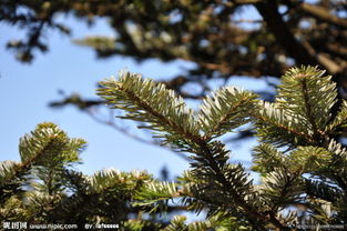 路边常见的绿化植物