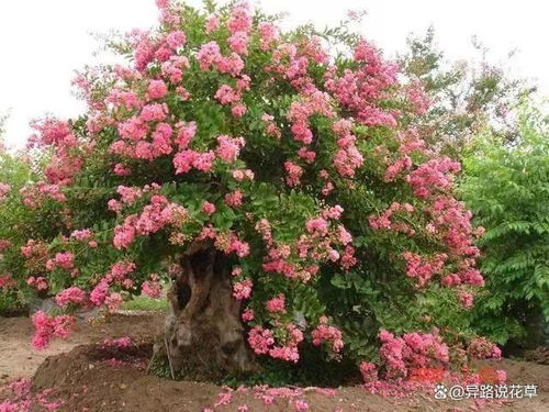 紫薇，一个响当当的名字