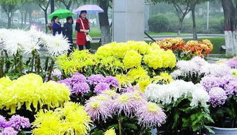 菊花爆满山，这山里藏着什么秘密