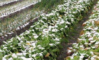 无花果、 葡萄、柚子，水果也丰富