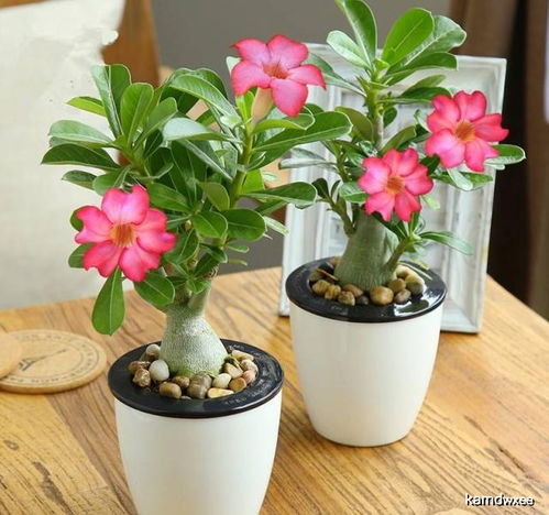 空调外机可依养哪些耐寒植物？