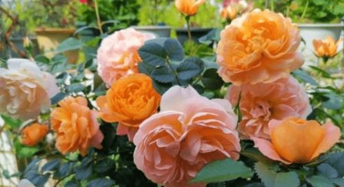 红色月季花象征着热情、爱情与幸福
