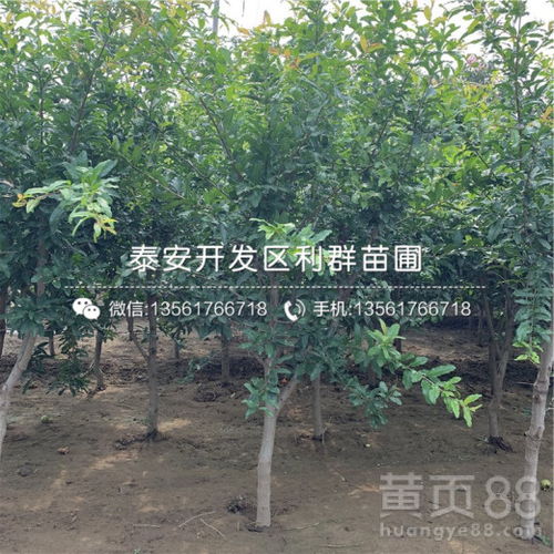 石榴树苗树干用塑料薄膜包扎过冬，这种方法对保暖有效吗？