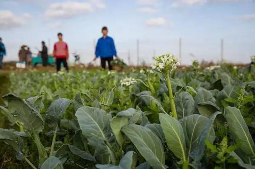 那有机菜贵不贵啊？