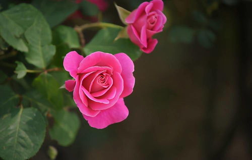 月季的其他信息