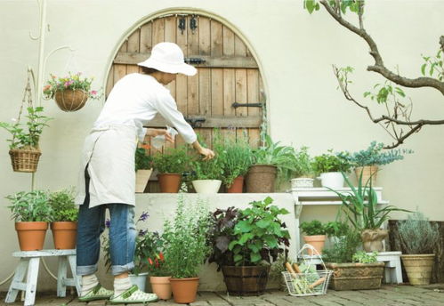 土壤板结的烦恼：香草种植的拦路虎