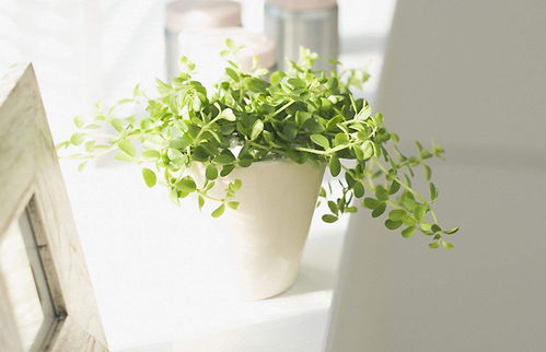 春天草木选种难？试试这些植物，60天快速开花！