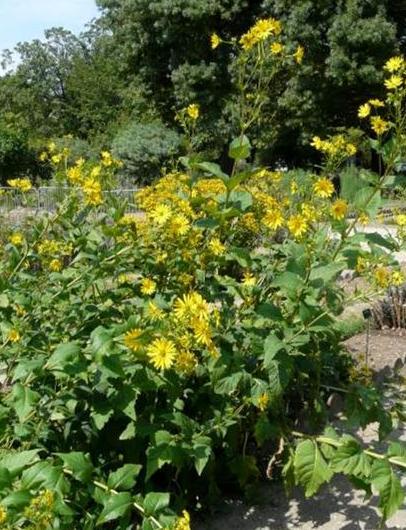 串叶松香草：北方的耐寒明星