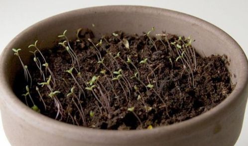 蓝花矢车菊种子如何播种？是直接撒土还是先催芽