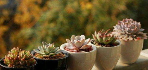 一、 四月适合种植的植物