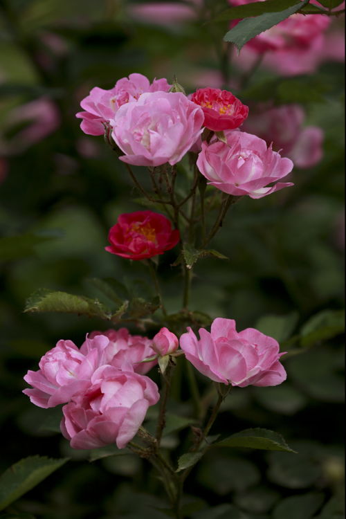 丰芝88芝麻种子怎么样