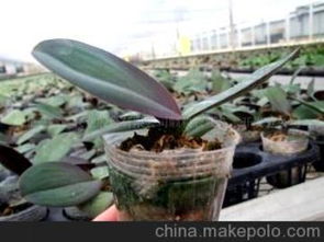 蝴蝶兰种子种植全攻略：从播种到开花