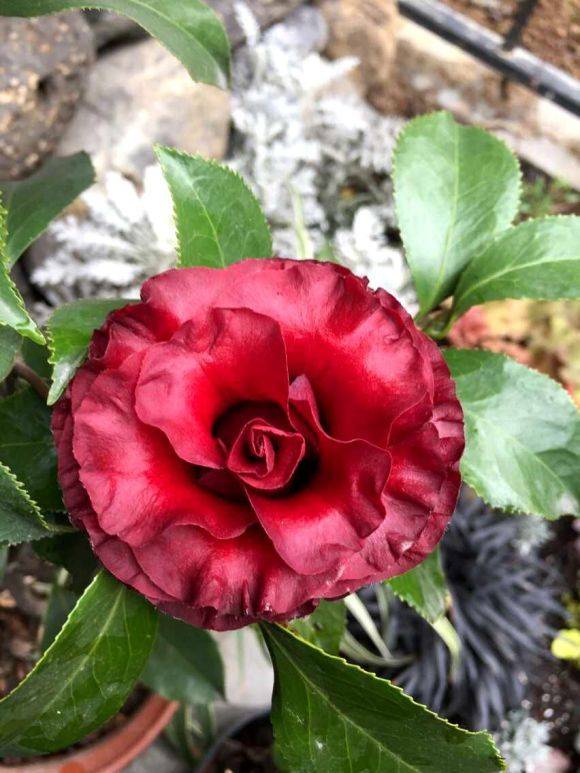 光照的秘密， 开花的小秘密