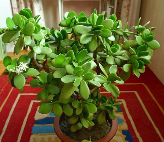 长寿花：玉树的红色小花使者