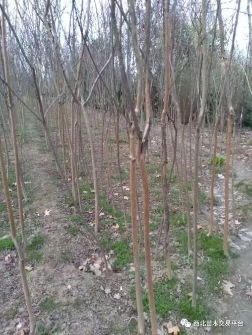 疏枝：给树木来个呼吸空间