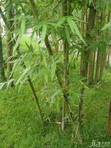 竹子绿化之选