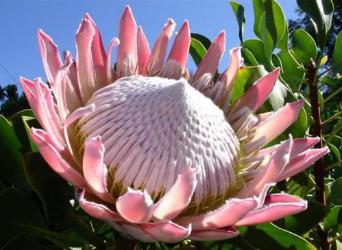 南非帝王花种子如何种植？适合在哪种土壤中发芽