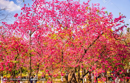 樱花树：春天的使者